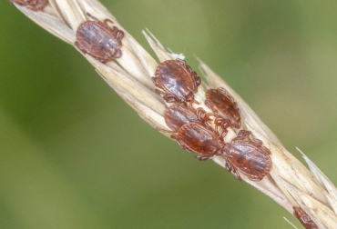 La teileriosis, que pertenece a la misma familia que la malaria, se transmite principalmente a través de la garrapata asiática de cuernos largos y puede causar anemias severas y abortos en bovinos. Foto: technologyreview.com - JIM OCCI teileriasis causada por garrapatas