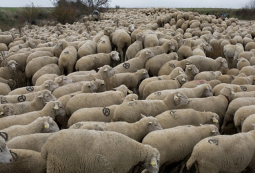 España toma medidas para prevenir el contagio de viruela ovina en otros territorios. Foto: elmundo.es Ganado ovino en España