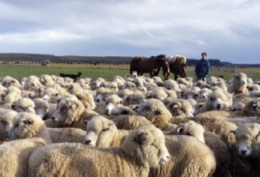 El pastoreo a las ovejas también puede ayudar a la preservación de la biodiversidad, según el análisis. Foto: elabcrural.com Ovinos
