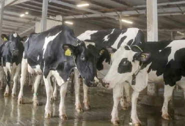 Tras el cierre de fronteras de los vecinos a Qatar, este país optó por acondicionar con aire a las vacas que compró en otros países. Foto: Reporte Confidencial Vacas con aire acondicionado en Qatar