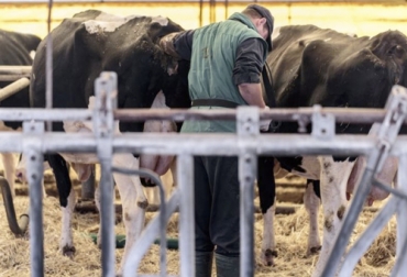 En Francia existe una guía disponible para los propietarios de ganado bovino que deseen hacer ellos mismos la ecografía de sus vacas cuando están preñadas. Foto: web-agri.fr ecografias de vacas