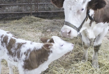 La clonación de vacas surgió en 1997, cuando la empresa Infigen clonó por primera vez una vaca a partir de una célula fetal. Foto: actualidad.rt.com vacas clonadas