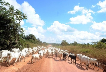 Ganado es arriado cerca de Anapu, en el estado de pará, norte de Brasil, el 1 de junio © AFP/Archivo Evaristo Sa Ganado es arriado cerca de Anapu, en el estado de pará, norte de Brasil, el 1 de junio © AFP/Archivo Evaristo Sa