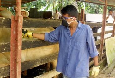 Ecuador buscará certificación como país libre de fiebre aftosa con vacunación en 2014. Foto: CONtexto Ganadero. Fiebre aftosa
