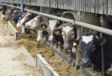 Desde el 1 de octubre se abren las puertas de la versión 36º del Congreso Argentino de Producción Animal, en la ciudad de Corrientes. Foto: Carnetec. congreso de producción animal en Argentina