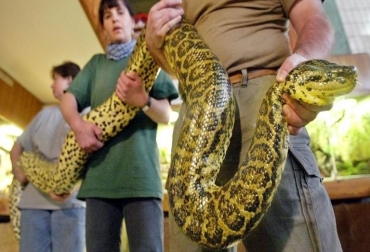 Unas personas cargan una anaconda el 10 de diciembre de 2004 en el zoológico de Erfurt. Foto: AFP. anaconda en vivo presentador estados unidos