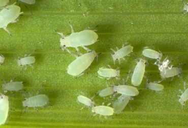 Los insectos aparecieron en plantas provienentes de 3 países. Foto: www.ecoosfera.com. insectos invasores en Colombia