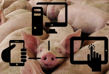 Porcitec se diseñó para productores de ganado porcino. Foto: CONtexto Ganadero. software ganadero