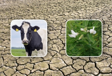 Por costos, los suelos áridas son más difíciles de sostener. Foto: CONtexto Ganadero. ganadería en tierra árida