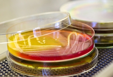 El Centro de Investigación y de Estudios Avanzados del Instituto Politécnico Nacional, Cinvestav, en México, elige bacterias óptimas para generar etanol. Foto: CONtexto Ganadero. bacterias y desechos agrícolas para elaborar biocombustible