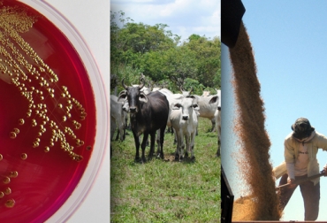 La bacteria crece en los suelos y reduce los componentes contaminantes del metano. Foto: CONtexto Ganadero. gas metano