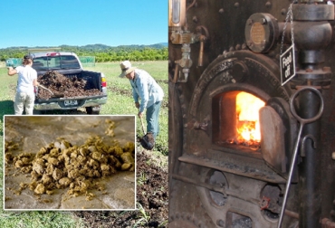 Con el excremento de bovinos se pueden producir energías renovables. Foto: CONtexto Ganadero. estiércol para generar energía