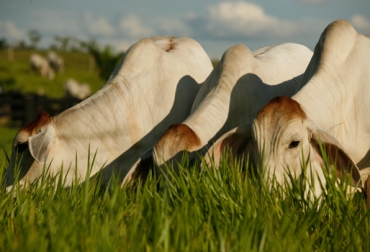 La carne ecológica tiene más nutrientes. Foto: Fondo Nacional del Ganado, FNG. carne ecológica en Colombia y Argentina