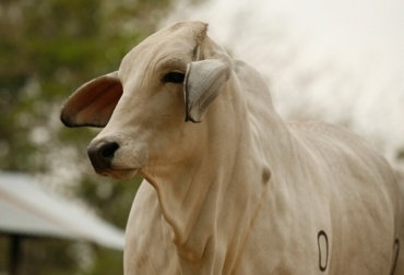 La genómica es llamada la ganadería del tercer milenio. Foto: CONtexto Ganadero. genética bovina