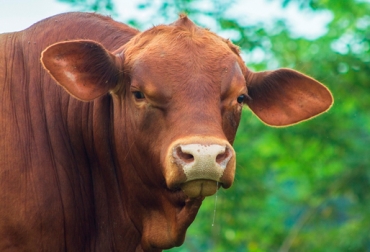 Habrá sello Latinoamericano para la carne Brangus. Foto: CONtexto Ganadero. Jornadas Técnicas Brangus de Latinoamérica