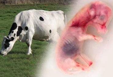 La brucelosis bovina es una enfermedad que contagia a los humanos. Foto: CONtexto Ganadero. certificación hatos libres de brucelosis