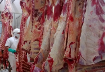 Los frigoríficos portátiles son una opción para los pequeños ganaderos que no cuentan con recursos para desplazar pocos animales a plantas de beneficio. Foto: CONtexto Ganadero. frigoríficos móviles