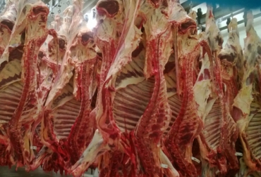 Los países tienen su propia regulación de bienestar animal, tanto para el adecuado transporte de bovinos como para su sacrificio en plantas de beneficio. Foto: CONtexto Ganadero. bienestar animal