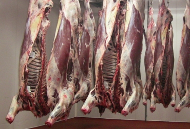 Un millón 947 mil reses se sacrificaron para el consumo humano en el primer semestre de 2014. Foto: CONtexto Ganadero. sacrificio ganado colombia