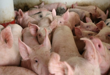 Vecol exporta productos biológicos a 6 países. Foto: CONtexto Ganadero. peste porcina clásica
