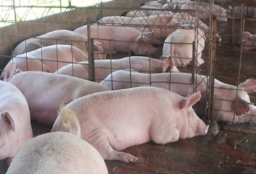 Las importaciones generaron pérdidas para el sector porcino chileno equivalentes a US$79 millones. Foto: CONtexto Ganadero Sector porcino en Chile