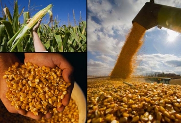La medida fue adoptada tras el ministerio de Agricultura exigir fin a cualquier daño provocado por las crecientes importaciones de maíz provenientes del país vecino. La medida fue adoptada tras el ministerio de Agricultura exigir fin a cualquier daño provocado por las crecientes importaciones de maíz provenientes del país vecino.
