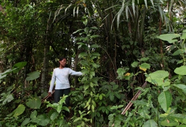 Una mujer de la etnia Ticuana recoge hojas en la Amazonia colombiana el 21 de agosto de 2010. Foto: AFP. corredor ecológico colombia brasil venezuela