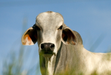 Estudio revela que las vacas acaloradas prefieren estar de pie que echadas. Foto: CONtexto Ganadero. estrés calórico