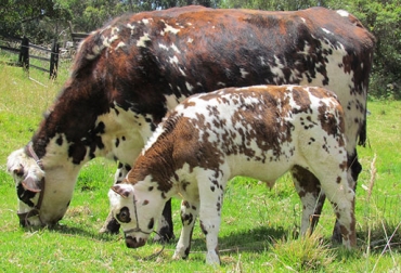El Servicio de Investigaciones Agrícola de Estados Unidos revela estudio sobre las ventajas del destete precoz en terneros. Foto: CONtexto Ganadero. destete precoz en Estados Unidos
