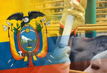 La enfermedad afecta a los ganaderos del país hace casi 50 años. Foto: CONtexto ganadero. fiebre aftosa en ecuador