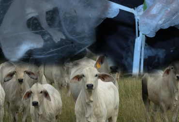 Brasil y Estados Unidos son países que se han interesado en la genética bovina colombiana. Foto: CONtexto Ganadero. genética bovinos