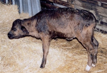 Las enfermedades respiratorias no discriminan entre razas y edad de los bovinos, aunque los terneros son más propensos a padecerlas. Foto: http://albeitar.portalveterinaria.com. enfermedades respiratorias bovinas