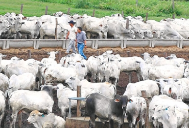 La ceba de novillos requiere de esfuerzo y dedicación por parte de los ganaderos. Foto: http://eju.tv/2013/11/el-engorde-de-novillos-en-confinamiento-crece. engorde de ganado