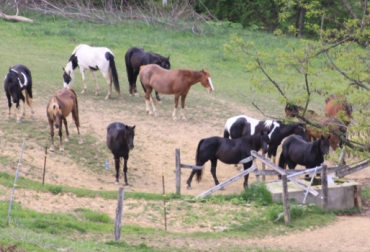 En Colombia continúa la venta ilegal de carne equina. Foto: CONtexto Ganadero. venta ilegal de carne de caballo