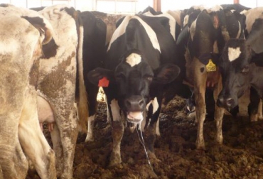 La humedad se mide en el predio para conocer si el hato está en riesgo de sufrir estrés calórico. Foto: www.engormix.com. estrés calórico y vacas repetidoras