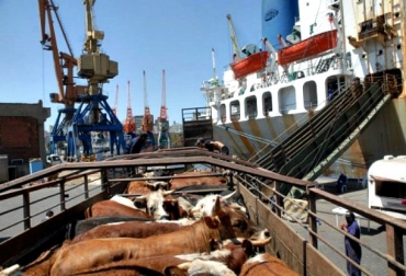 Las exportaciones de ganado vivo a ese país crecieron un 51.5% durante el primer semestre de 2012. Las exportaciones de ganado vivo a ese país crecieron un 51.5% durante el primer semestre de 2012.