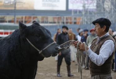 En la clausura se hicieron presentes los grandes campeones de las razas bovinas, equinas, porcinas, ovinas y avícolas. Foto: Cortesía PalermoOnLine.com Feria ganadera argentina Palermo 2013
