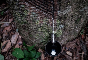 Gotas de savia de un árbol de caucho, que se utilizará para fabricar látex, caen a un recipiente colocado por el 'seringueiro' (recolector de látex) Raimundo Pereira en el bosque de Xapuri, en el noroeste de Brasil, el 8 de octubre de 2014. Foto: AFP. fábrica del amor amazonas