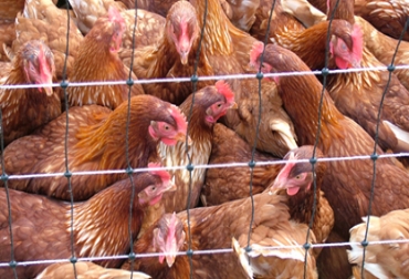 La enfermedad de Newcastle es una patología zoonótica de aves, altamente contagiosa que afecta a muchas especies domésticas y silvestres. Foto: CONtexto Ganadero. México y enfermedad aviar de Newcastle