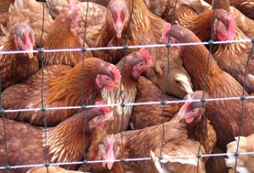 Algunas unidades están en cuarentena por alta mortandad entre las aves. Foto: CONtexto Ganadero. Gallinas mexicanas y gripe aviar
