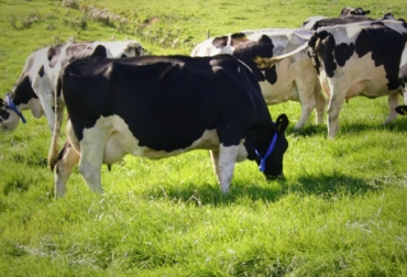 La aplicación se diseñó en Estados Unidos. Foto: www.newsletter.co.uk app agropeacuaria