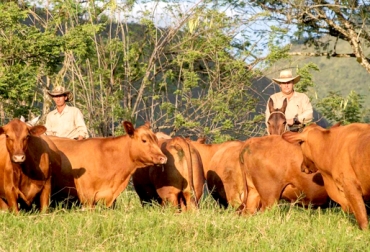 Delegaciones de 8 países acuden al encuentro ganadero. Foto: Asociación Latinoamericana de Brangus, Albrangus. Jornadas Brangus de Latinoamérica