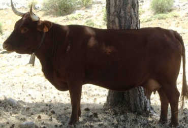 La raza pajuna de España no se destaca por su gran producción de carne. Foto: http://www.turismoencazorla.com vacunos en riesgo de extinción