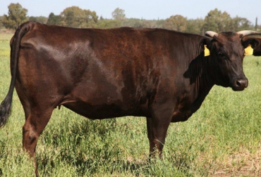 La raza wagyu de Japón es una de las preferidas en España para el cruzamiento vacuno. En Colombia priman los cruces con la ganadería cebú y europea. Foto: www.wagyuargentina.com.ar. cruces de vacas