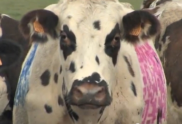 Los dueños de las fincas pintan los códigos QR en las vacas de color rosado, azul, verde o rojo. Foto: anoriant.tv. Tecnología ganadera