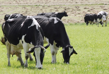 La Unión Europea realizó un cambio en la normativa que facilitará dicha actividad. Foto: CONtexto ganadero Exportación de carne bovina uruguaya