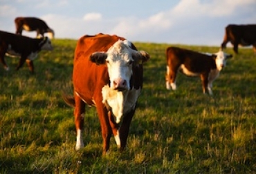 Existe una gran oportunidad para la industria del ganado bovino en los años venideros, si, y solo si, se le da una mayor atención a mejorar la eficiencia de la producción. Foto: Carnetec Manejo del ganado y calidad de la carne