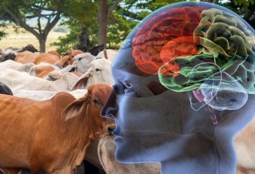 Las personas que consumen carne contaminada de animales con mal de vaca loca sufren complicaciones neurológicas. Foto: CONtexto Ganadero. enfermedades neurodegenerativas en bovinos