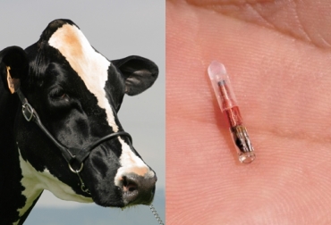 Las tecnologías usadas para identificar bovinos varían en cada región según su condición de producción. Foto: CONtexto Ganadero. trazabilidad bovina