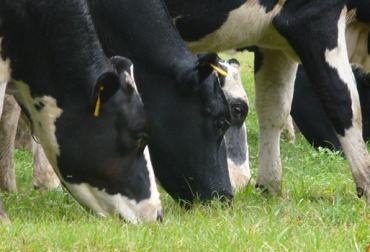 Fedegán realiza un plan piloto de bienestar animal en 5 regiones de Colombia. Foto: CONtexto Ganadero. bienestar animal en Colombia